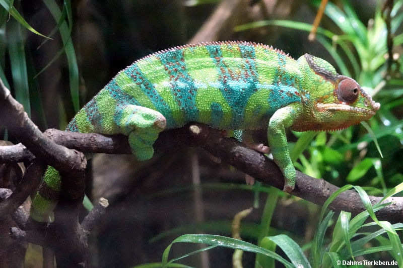 Panther-Chamäleon (Furcifer pardalis)