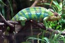 Furcifer pardalis