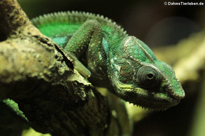 Panther-Chamäleon (Furcifer pardalis)