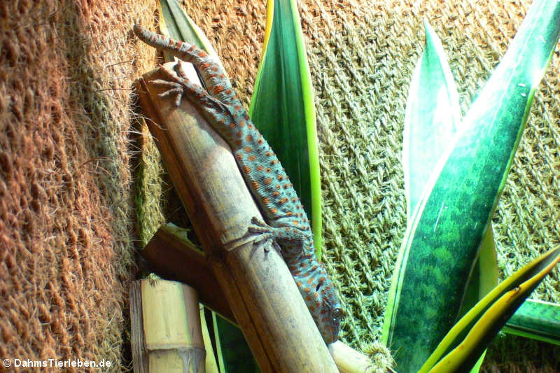 Tokeh (Gecko gekko)
