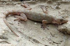 Marmorgecko (Gekko grossmanni) im Kölner Zoo