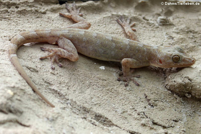 Marmorgecko (Gekko grossmanni)