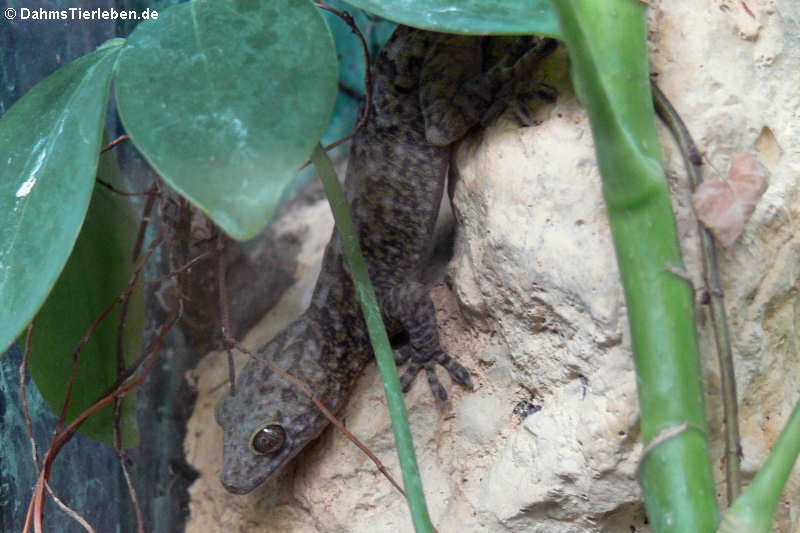 Abenteuer-Wissen Gecko (Gekko scientiadventura)