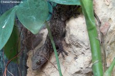Abenteuer-Wissen Gecko (Gekko scientiadventura) im Kölner Zoo 