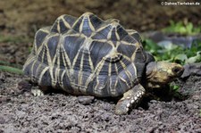 Burmesische Sternschildkröte (Geochelone platynota) im Zoo Köln