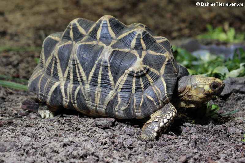 Burmesische Sternschildkröte (Geochelone platynota)