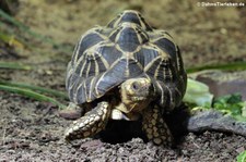 Burmesische Sternschildkröte (Geochelone platynota) im Zoo Köln