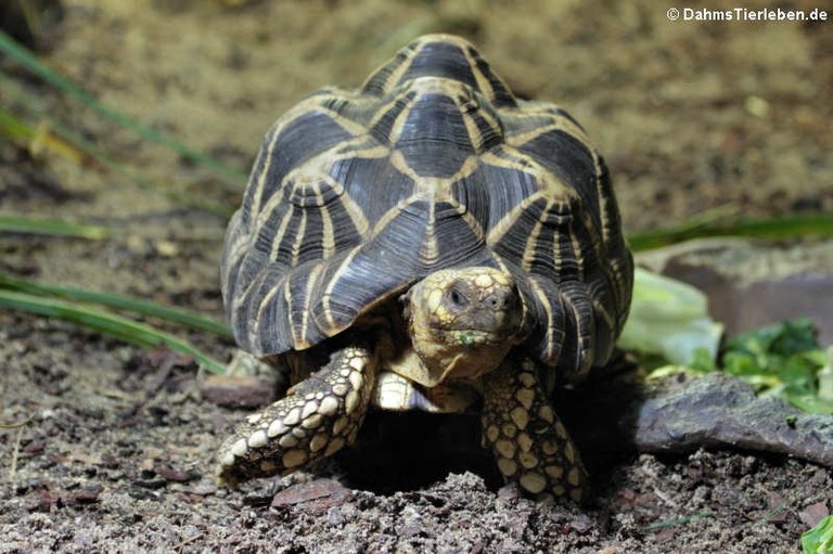 Geochelone platynota