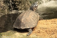 Strahlen-Dreikielschildkrote (Geoclemys hamiltonii) im Kölner Zoo