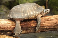 Strahlen-Dreikielschildkrote (Geoclemys hamiltonii) im Kölner Zoo