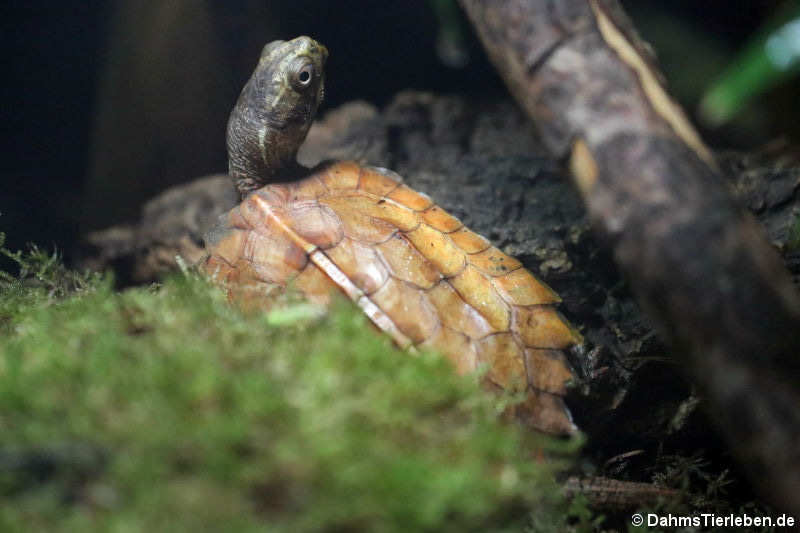 Spenglers Zacken-Erdschildkröte (Geoemyda spengleri)