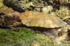 Spenglers Zacken-Erdschildkröte (Geoemyda spengleri) im Kölner Zoo