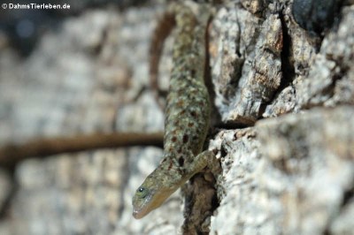 Gelbkopf-Gecko (Gonatodes albogularis)
