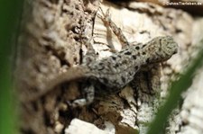 Gelbkopfgecko (Gonatodes albogularis) im Kölner Zoo