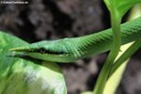 Gonyosoma boulengeri