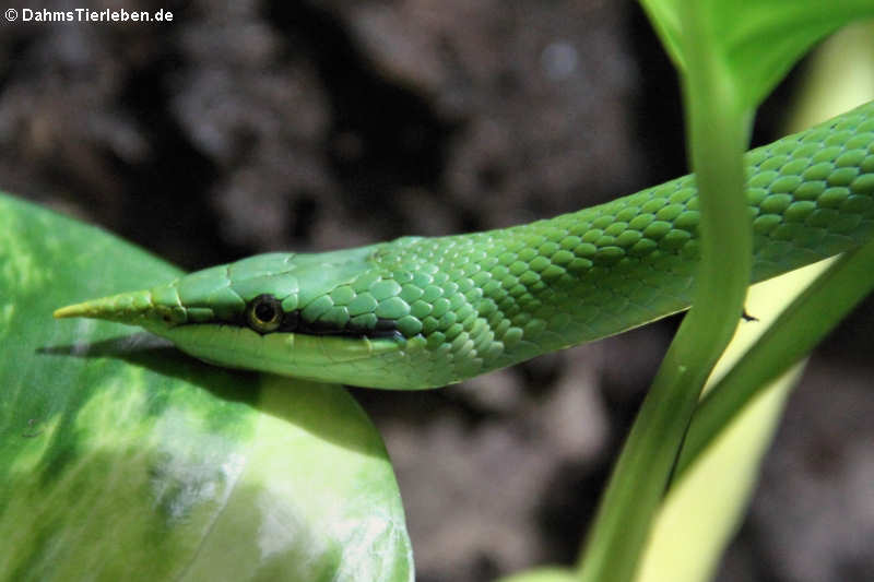 Gonyosoma boulengeri-2