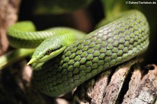 Vietnamesische Langnasennatter (Gonyosoma boulengeri) im Kölner Zoo