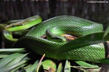 Spitzkopfnatter (Gonyosoma oxycephalum) im Kölner Zoo