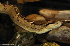 Mittelamerikanischer Buschmeister (Lachesis stenophrys) im Kölner Zoo