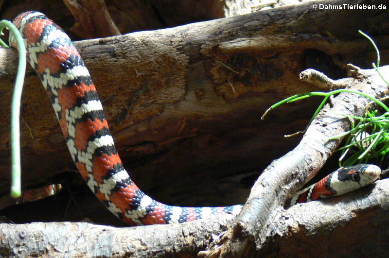 Chihuahua Bergkönigsnatter (Lampropeltis knoblochi)