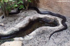 Schwarze Kettennatter (Lampropeltis nigra) im Kölner Zoo