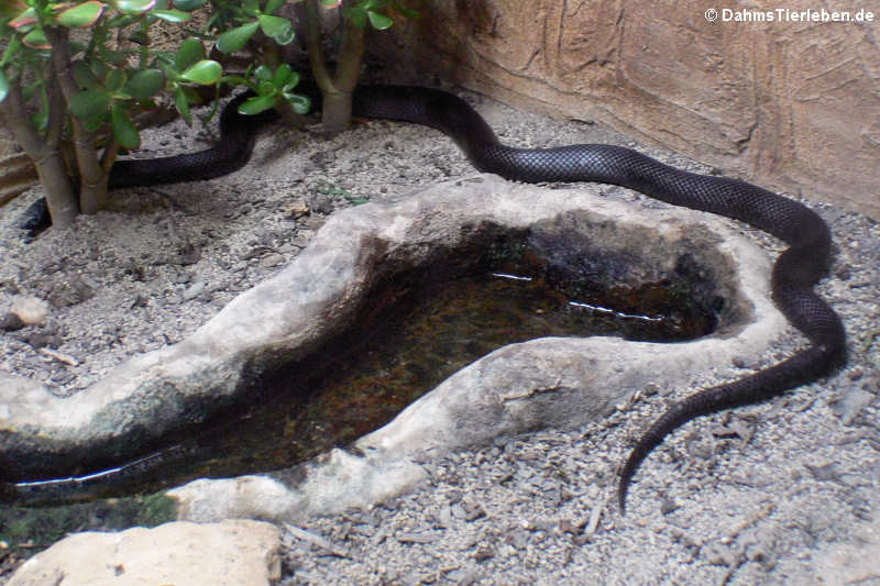 Schwarze Kettennatter (Lampropeltis nigra)