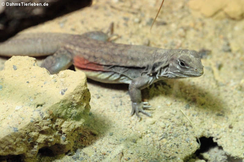 Leiolepis reevesii-2