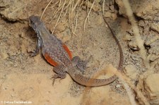 Reeves Schmetterlingsagame (Leiolepis reevesii) im Kölner Zoo