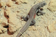 Reeves Schmetterlingsagame (Leiolepis reevesii) im Kölner Zoo