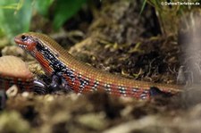 Prachtskink (Mochlus fernandi) im Kölner Zoo