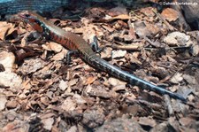 Prachtskink (Mochlus fernandi) im Kölner Zoo