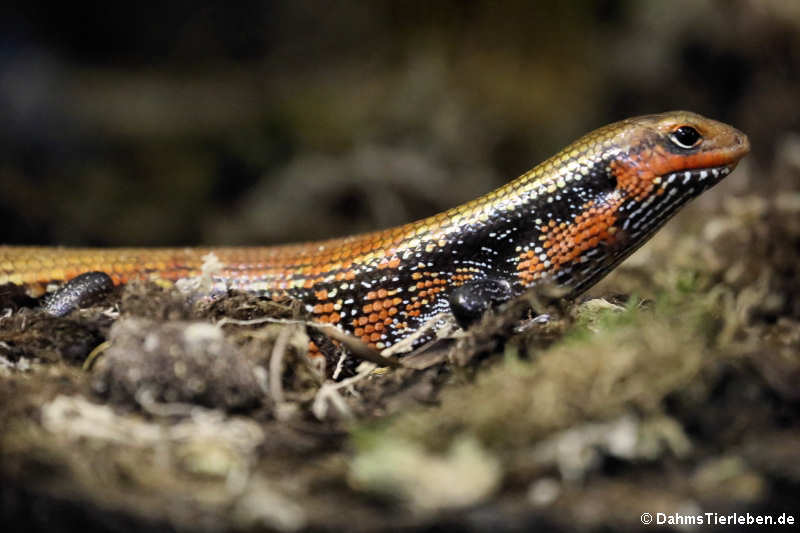 Prachtskink (Mochlus fernandi)