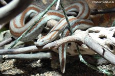 Rosenboa (Lichanura trivirgata) im Kölner Zoo