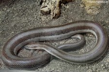 Rosenboa (Lichanura trivirgata) im Kölner Zoo