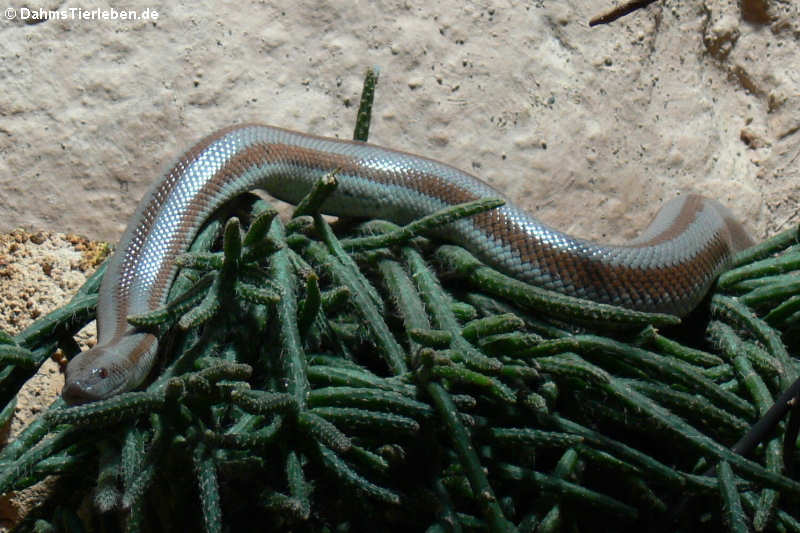 Lichanura trivirgata-2