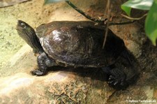 Chinesische Streifenschildkröte (Mauremys sinensis) im Kölner Zoo