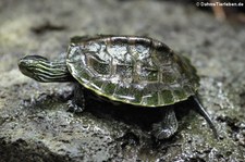 Chinesische Streifenschildkröte (Mauremys sinensis) im Kölner Zoo