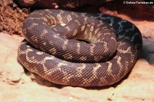 Rauschuppenpython (Morelia carinata) im Kölner Zoo