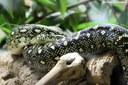 Morelia spilota spilota