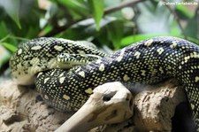 Diamantpython (Morelia spilota spilota) im Kölner Zoo