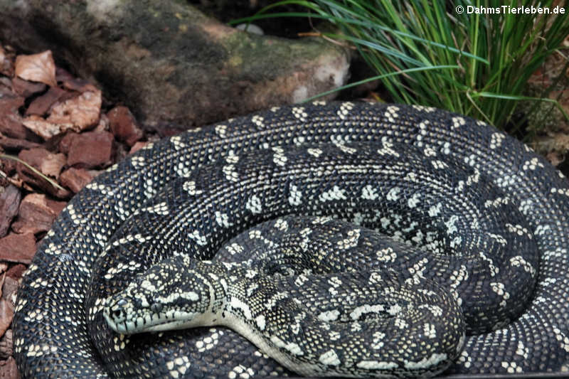 Diamantpython (Morelia spilota spilota)