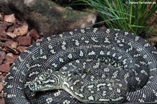 Diamantpython (Morelia spilota spilota) im Kölner Zoo