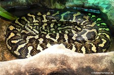 Nordwestlicher Teppichpython (Morelia spilota variegata) im Zoo Köln