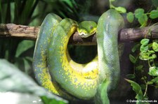 Grüner Baumpython (Morelia viridis) im Zoo Köln