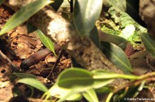 Kukrinatter (Oligodon purpurascens) im Kölner Zoo