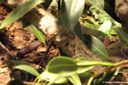 Oligodon purpurascens