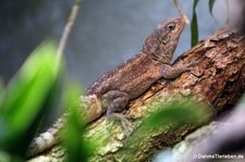 Kleiner Madagaskar-Baumleguan (Oplurus cyclurus)  im Kölner Zoo