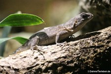 Kleiner Madagaskar-Baumleguan (Oplurus cyclurus)  im Kölner Zoo