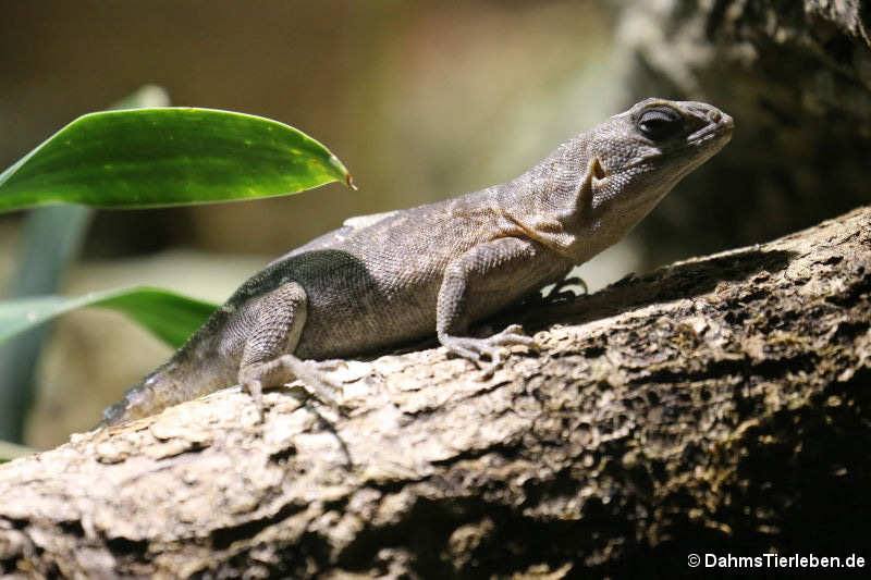 Kleiner Madagaskar-Baumleguan (Oplurus cyclurus)