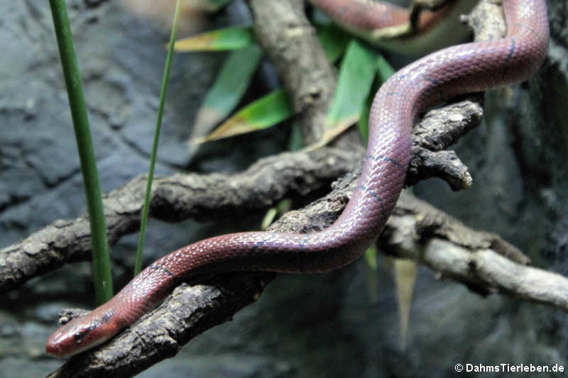 Rote Breitband-Bambusnatter
(Oreocryptophis porphyraceus laticincta) Oreocryptophis porphyraceus laticincta